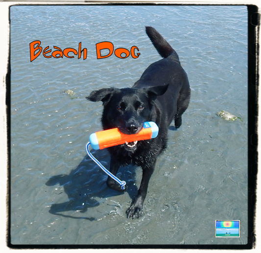 Beach Dog Vancouver Island