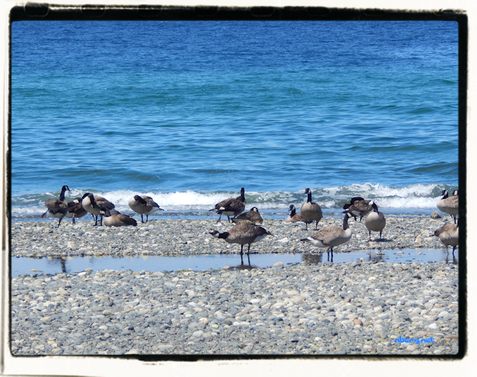 Summer beach and geese
