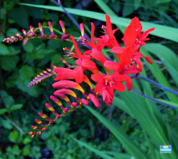 Crocosmia lucifer flowers in the backyard forest