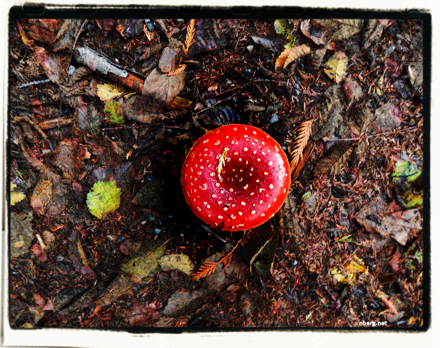 Amanita muscaria mushroom