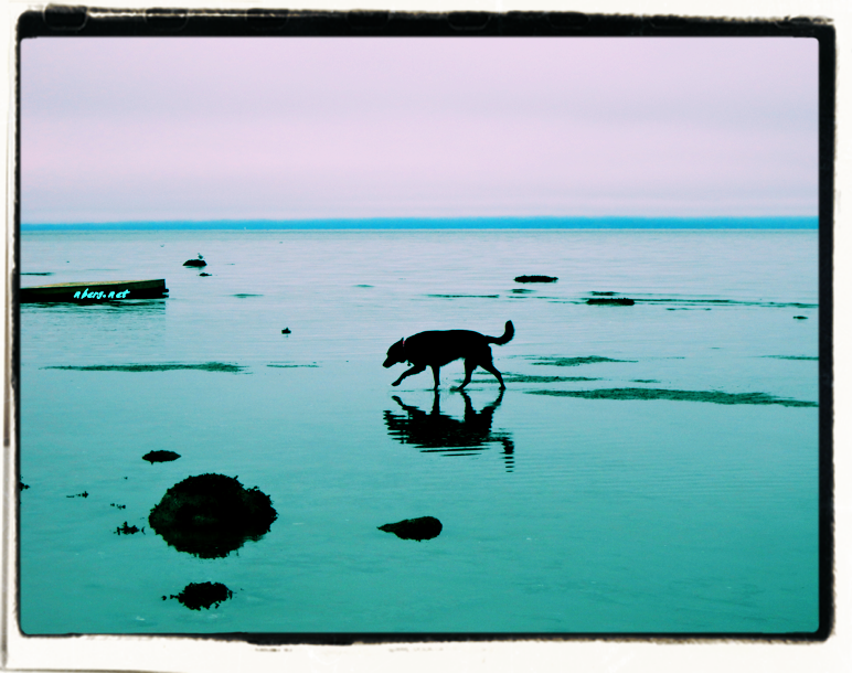Black Lab Nature