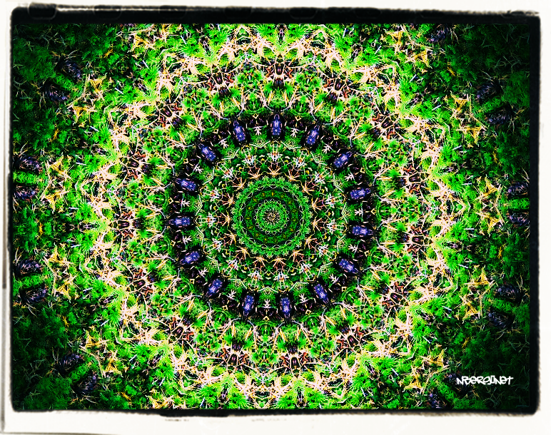 Deep Forest fractals