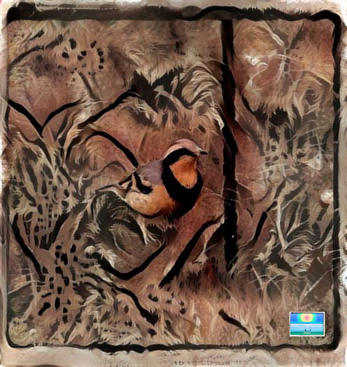 Birds in Deep Dream 3