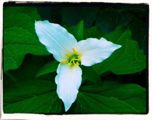 Trillium and mandalas