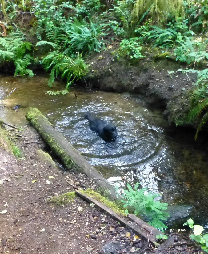 Black Brook Bonanza
