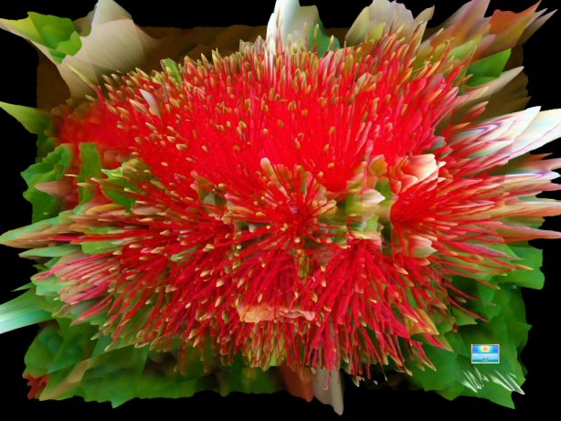 Bottlebrush Flower Power 3D