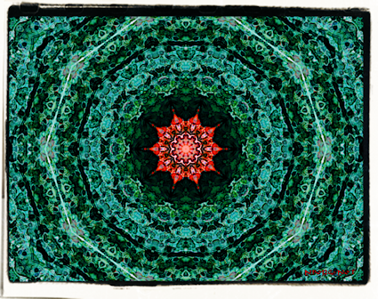 Deep forest conk mandala