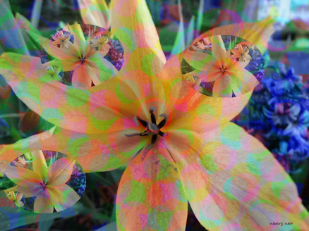Lily flowers psychedelic