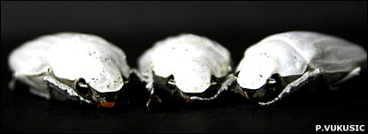 INSECT CATACOMBS - Insects and other Arthropods - scientific research ...